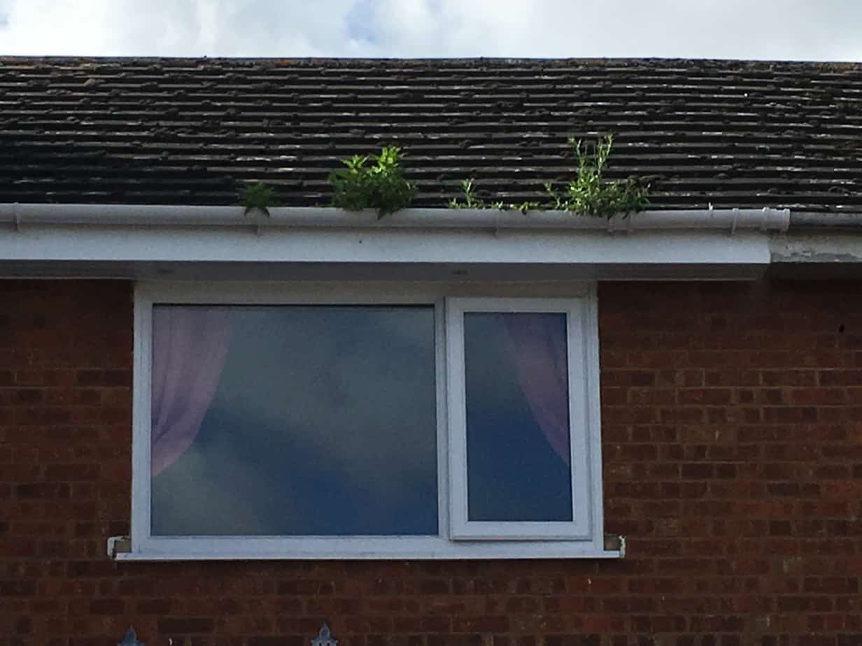 moss roof cleaning near me