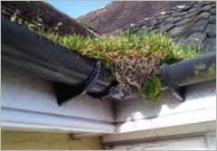 Team member clearing moss and leaves from roofline near Buckinghamshire