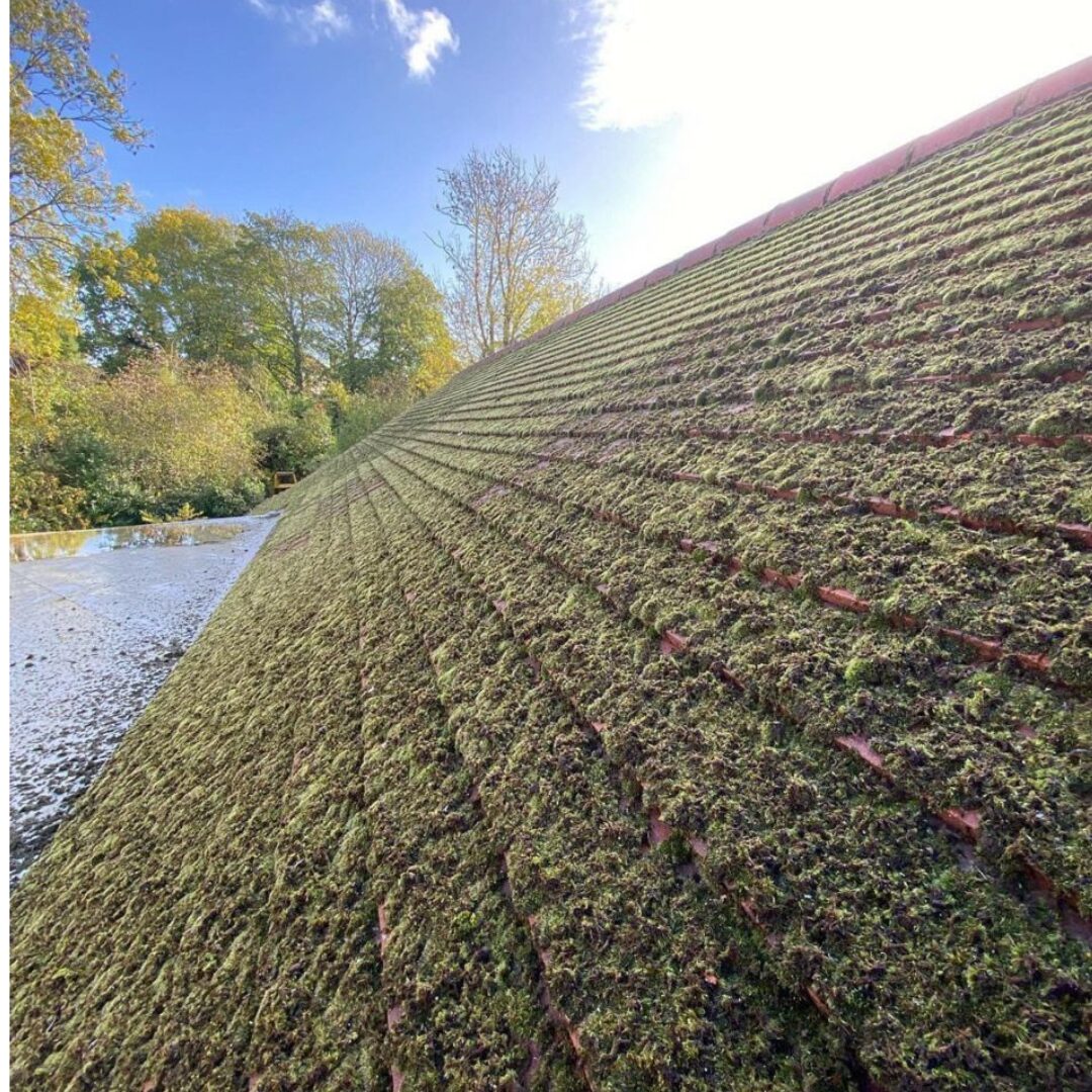 gutter cleaning moss removal